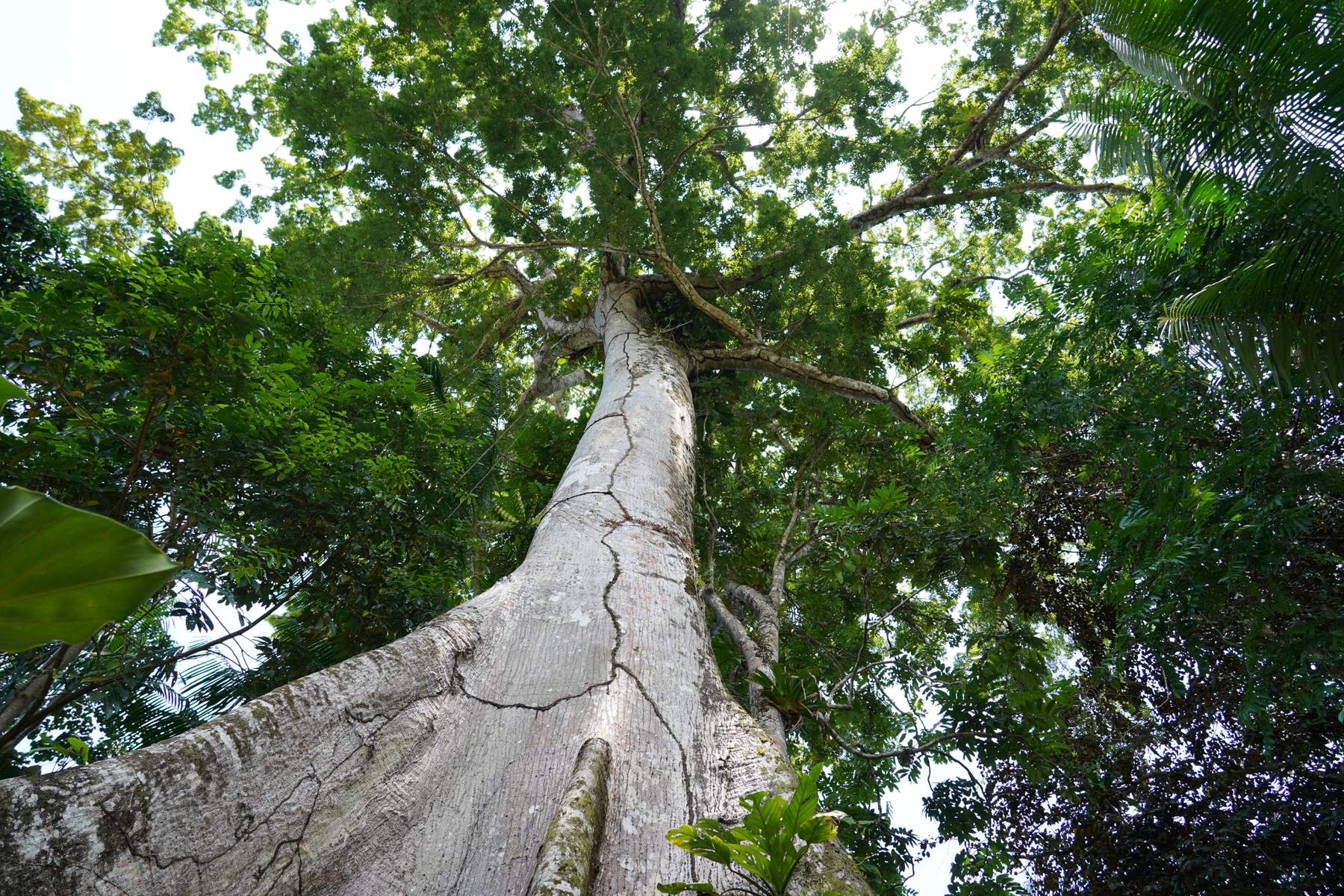 Vista aérea de um rio de águas escuras serpenteando pela floresta amazônica